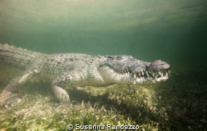 underwater encounter with american crocodile by Susanna Randazzo 